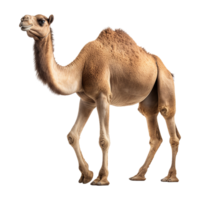 AI generated Camel isolated on transparent background png