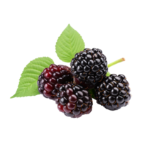 AI generated Blackberry isolated on transparent background png