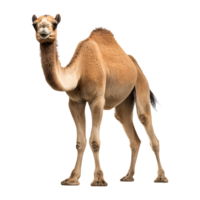 ai gegenereerd kameel geïsoleerd Aan transparant achtergrond png