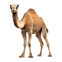 AI generated Camel isolated on transparent background png