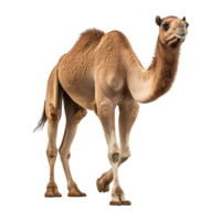 AI generated Camel isolated on transparent background png