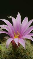 Cactus flower blooming vertical time lapse video. video