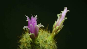 Time lapse video of two pink cactus flowers plant, in the style of black background.