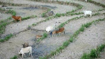 troupeau de vaches pâturage sur riz terrasses dans Asie, vache en mangeant herbe avec flou et plus de lumière dans le arrière-plan, vaches est en mangeant herbe dans le fie video