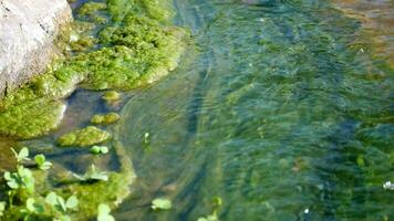 rivière courant et vert algues, vert mousse sur le calcul, clair mer eau, éclabousser le surf, vert algues remue le le surf, rochers en dessous de l'eau dans peu profond eau, rochers trop développé avec algues video