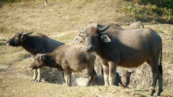 besättning av buffel äter gräs, besättning av buffel betning i frodig grön äng, besättning av buffel äter gräs, en besättning av bufflar äter gräs på de ouppodlad fält video