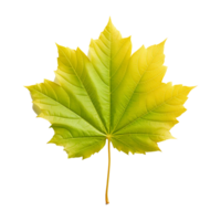 AI generated Green leaf isolated on transparent background png