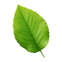 AI generated Green leaf isolated on transparent background png