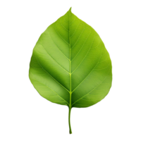 AI generated Green leaf isolated on transparent background png