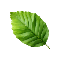 AI generated Green leaf isolated on transparent background png