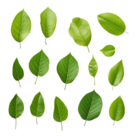 AI generated Green leaf isolated on transparent background png