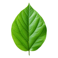 AI generated Green leaf isolated on transparent background png