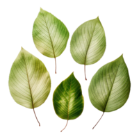 AI generated Green leaf isolated on transparent background png