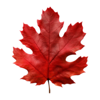 AI generated Red autumn oak leaf isolated on transparent background png