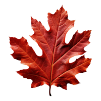 AI generated Red autumn oak leaf isolated on transparent background png