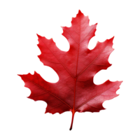 AI generated Red autumn oak leaf isolated on transparent background png