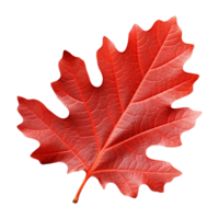 AI generated Red autumn oak leaf isolated on transparent background png