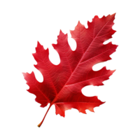 AI generated Red autumn oak leaf isolated on transparent background png