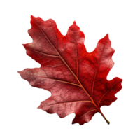 AI generated Red autumn oak leaf isolated on transparent background png