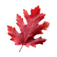 AI generated Red autumn oak leaf isolated on transparent background png