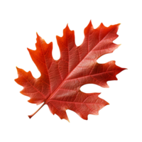 AI generated Red autumn oak leaf isolated on transparent background png