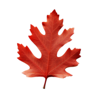 AI generated Red autumn oak leaf isolated on transparent background png