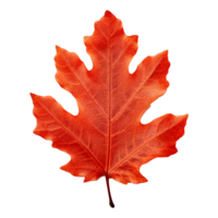 AI generated Red autumn oak leaf isolated on transparent background png