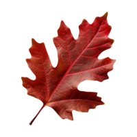 AI generated Red autumn oak leaf isolated on transparent background png