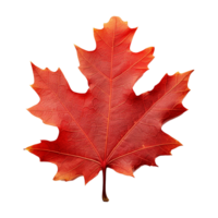 AI generated Red autumn oak leaf isolated on transparent background png