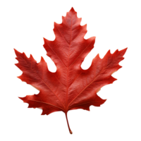 AI generated Red autumn oak leaf isolated on transparent background png