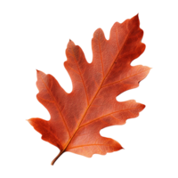 AI generated Red autumn oak leaf isolated on transparent background png