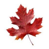 AI generated Red autumn oak leaf isolated on transparent background png