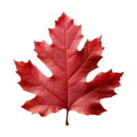 AI generated Red autumn oak leaf isolated on transparent background png