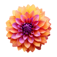 AI generated Orange and lilac dahlias flower isolated on transparent background png