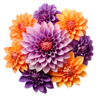 AI generated Orange and lilac dahlias flower isolated on transparent background png