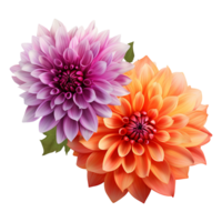 AI generated Orange and lilac dahlias flower isolated on transparent background png