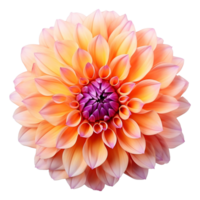 AI generated Orange and lilac dahlias flower isolated on transparent background png