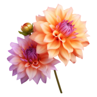 AI generated Orange and lilac dahlias flower isolated on transparent background png