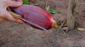 A woman's hand is carving a banana blossom. to be used for cooking video