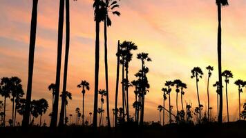 Sunrise landscape with sugar palm trees on the paddy field in morning. video