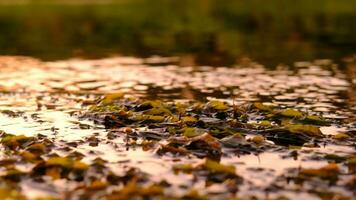 vatten i en ström strömmande genom träd, vatten, alger under de skymning glöd video