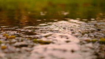 Water in a stream flowing through trees, water, algae during the twilight glow video