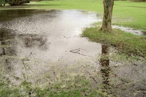 flooding in the park with tree and grass photo