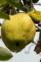 Quince Cydonia oblonga tree with fruits photo