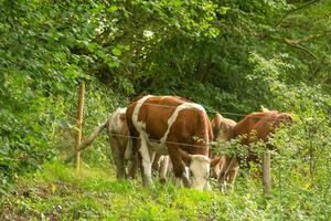 some cows waiting for the farmer photo