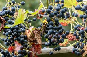panicles of ripe blue grapes on the vine photo
