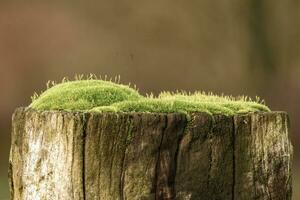 green flowering moss on an old wooden post photo