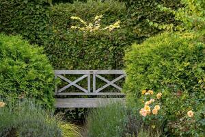 wooden bench in a green garden photo