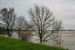 winter floods on the river  rhine in Germany photo