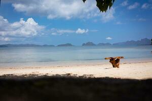 Nice view of Las Cabanas beach photo